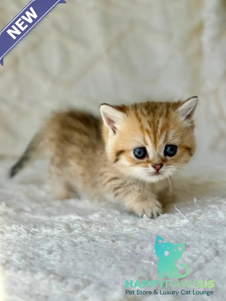 Ziva Munchkin female black golden spotted tabby - live animals