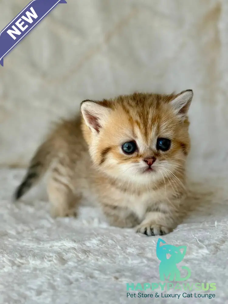Ziva Munchkin female black golden spotted tabby - live animals