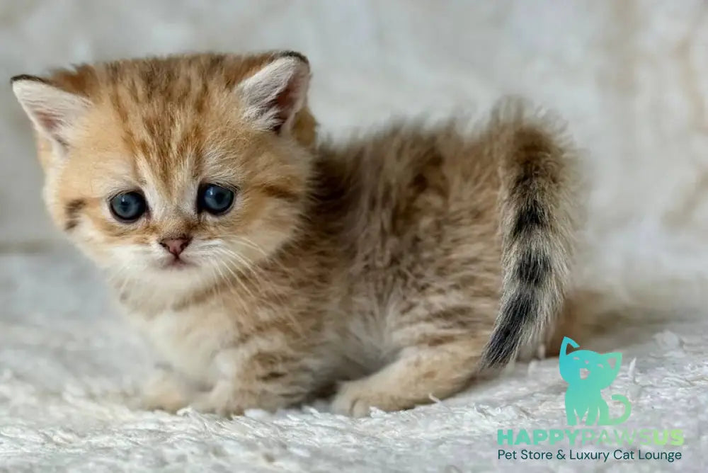 Ziva Munchkin female black golden spotted tabby - live animals