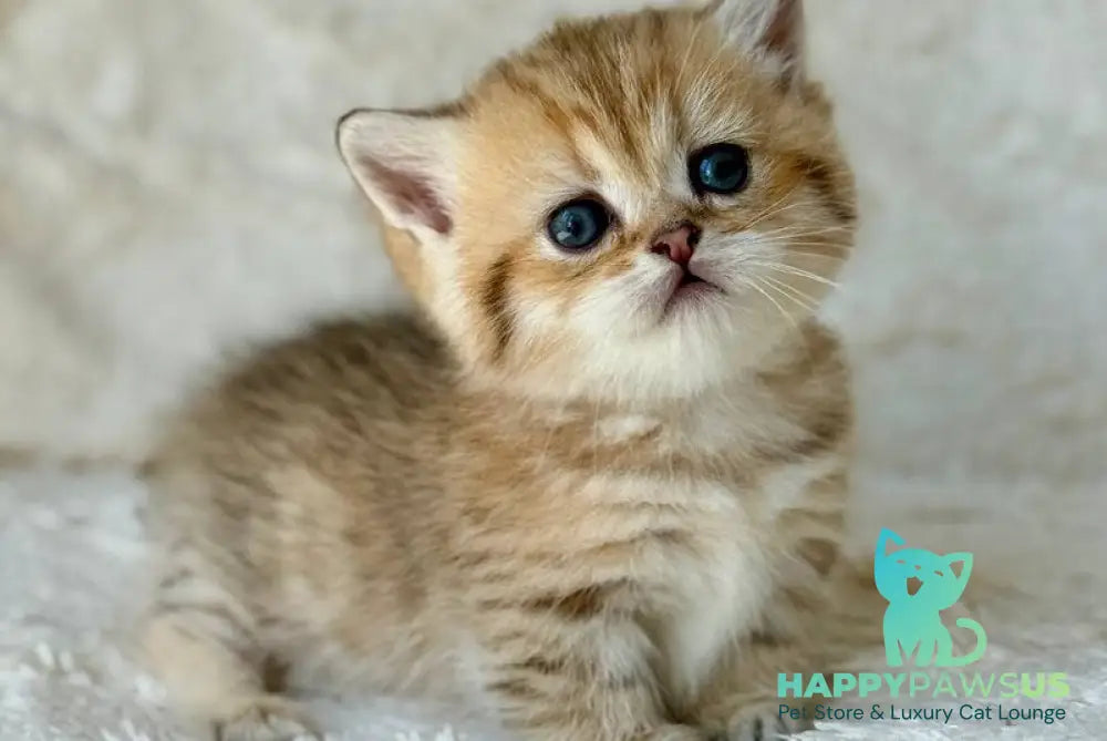 Ziva Munchkin female black golden spotted tabby - live animals