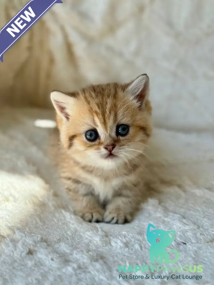 Ziva Munchkin female black golden spotted tabby - live animals