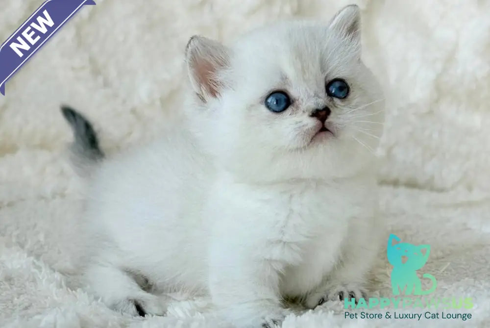 Zizi Munchkin female black silver shaded pointed - live animals