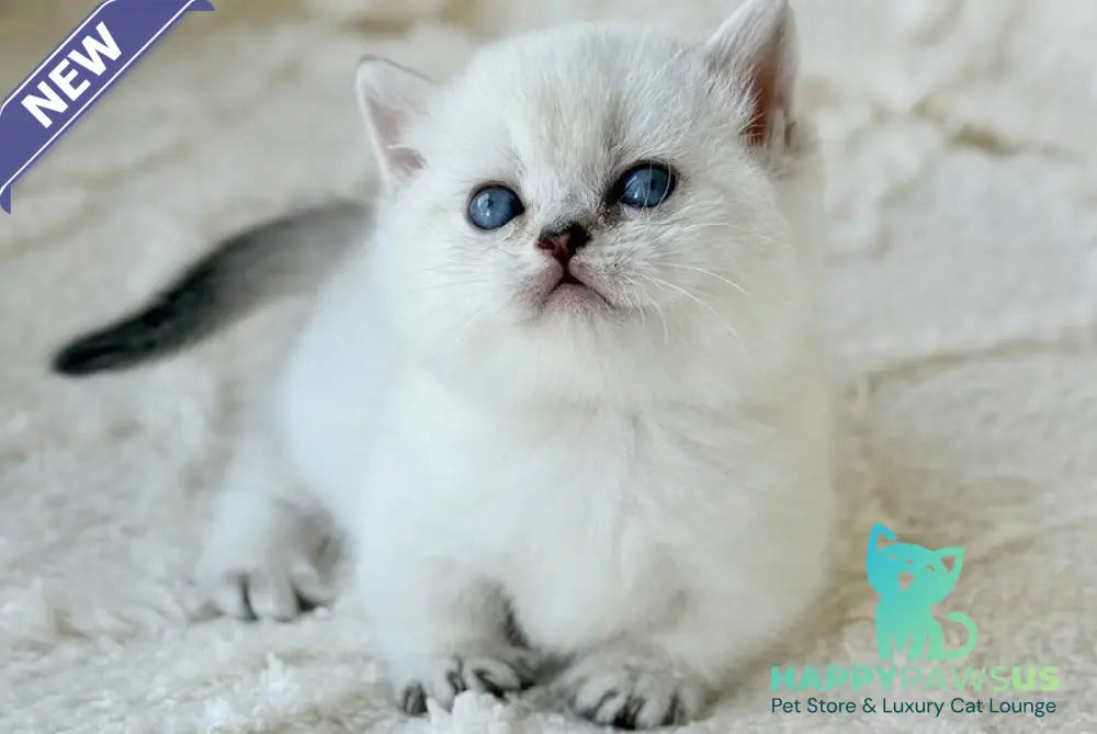 Zizi Munchkin female black silver shaded pointed - live animals