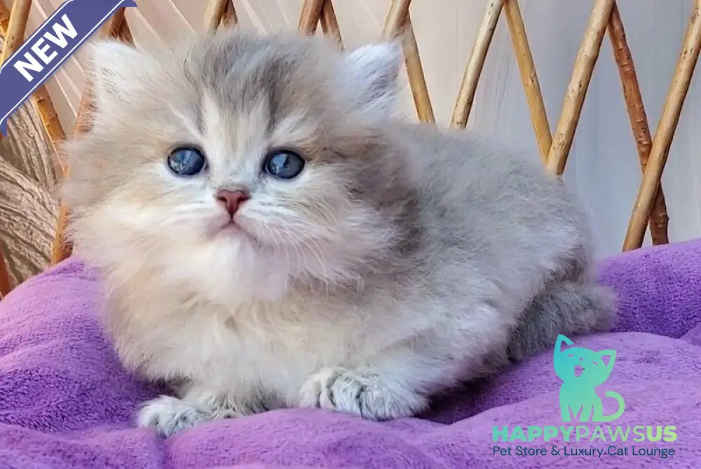 Zlata British Longhair female blue golden ticked tabby - live animals