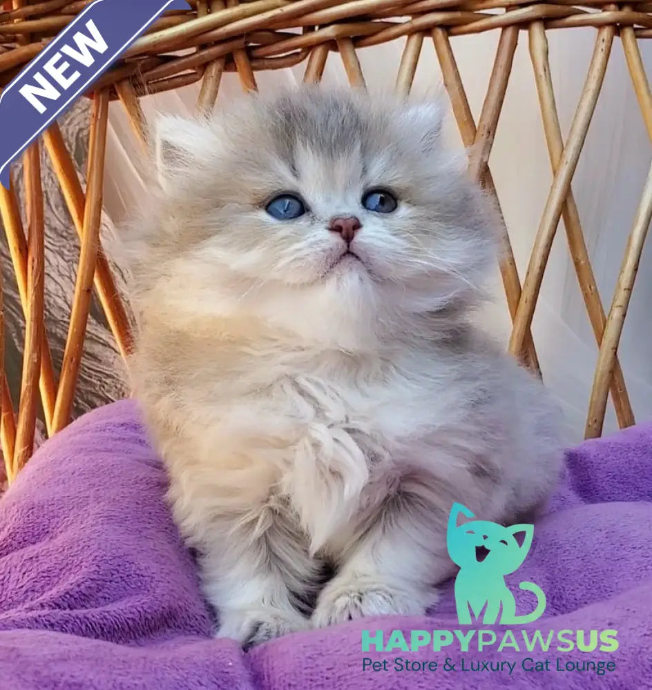 Zlata British Longhair female blue golden ticked tabby - live animals