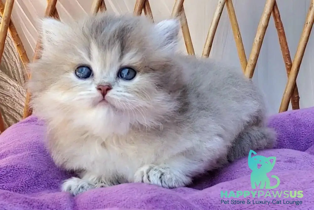 Zlata British Longhair female blue golden ticked tabby - live animals