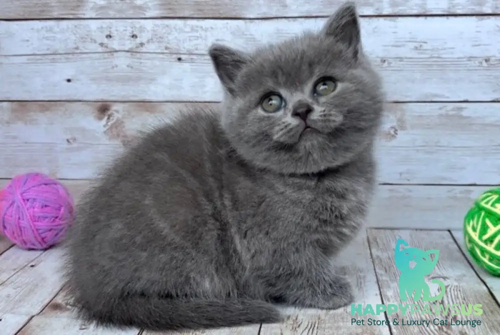 Zlata British Shorthair female blue - live animals