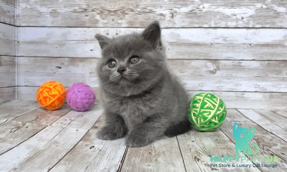 Zlata British Shorthair female blue - live animals