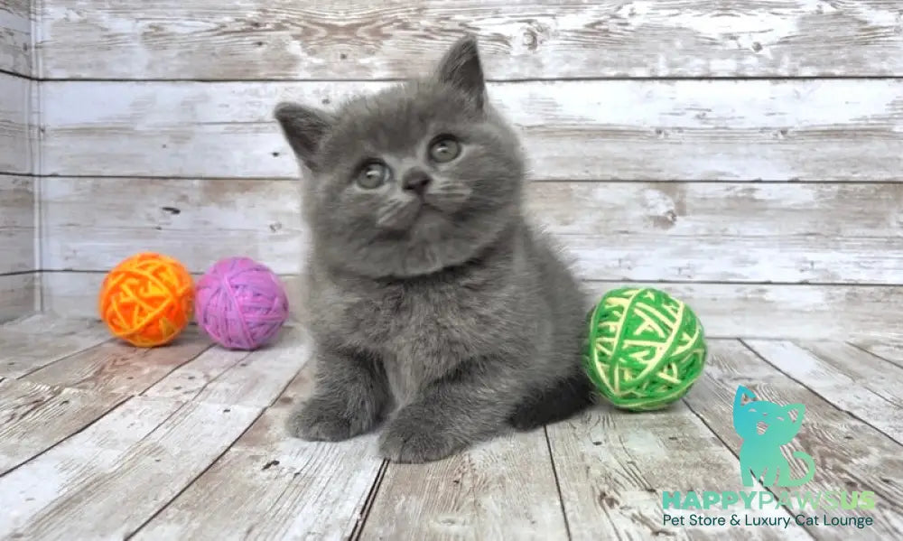 Zlata British Shorthair female blue - live animals