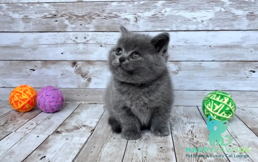Zlata British Shorthair female blue - live animals