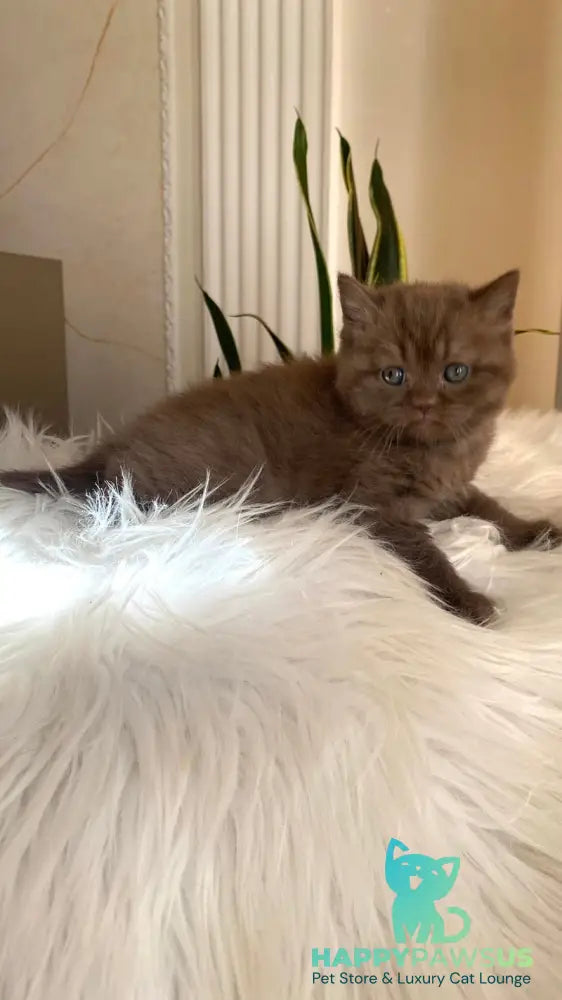 Zlata British Shorthair female chocolate - live animals
