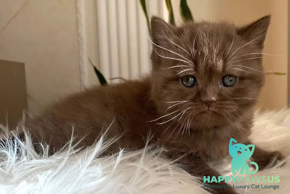 Zlata British Shorthair female chocolate - live animals