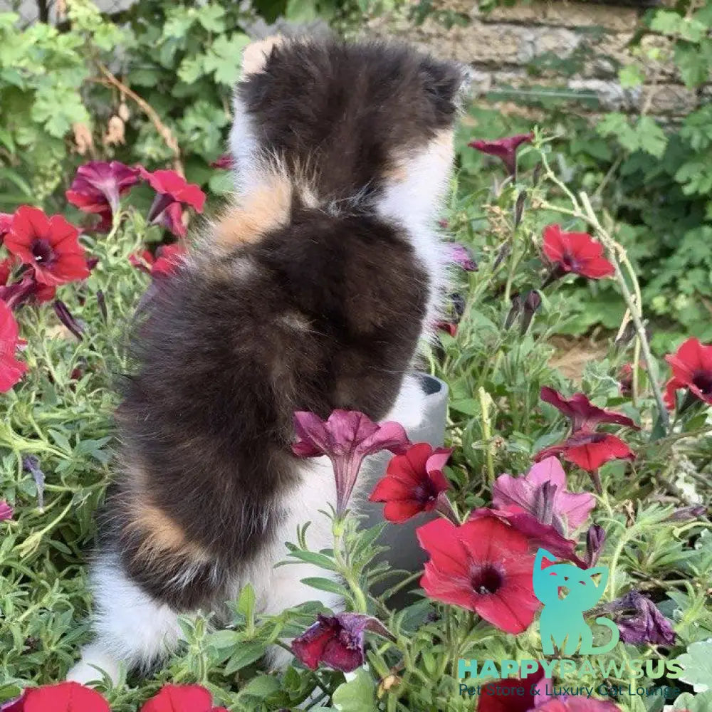 Zlata Exotic female black tortie bicolour - live animals