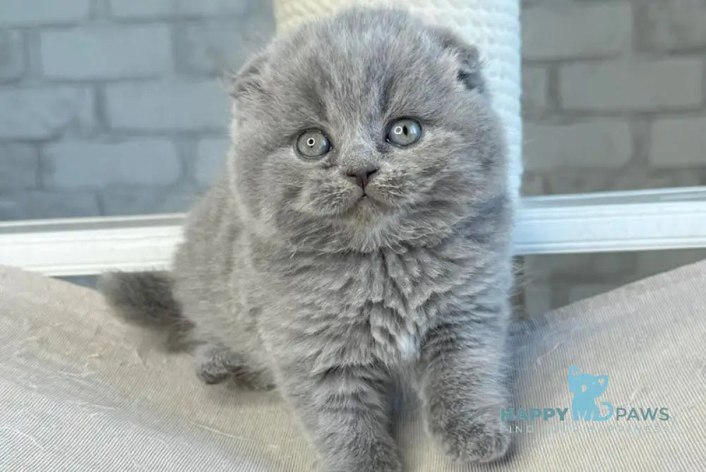 Zlata Scottish Fold female blue live animals