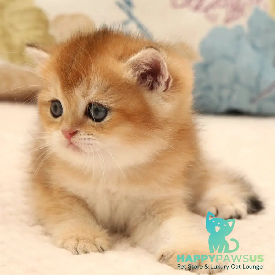 Zlata Scottish Straight female black golden shaded - live animals