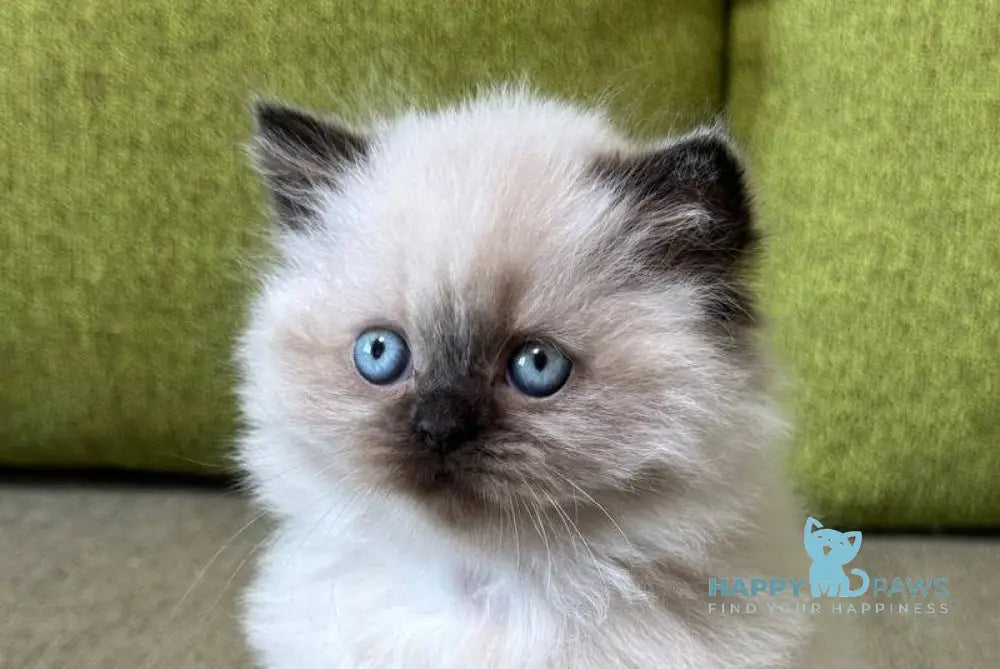 Zlata Scottish Straight female black pointed live animals