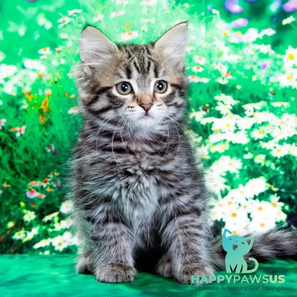 Zlata Siberian female black spotted tabby - live animals