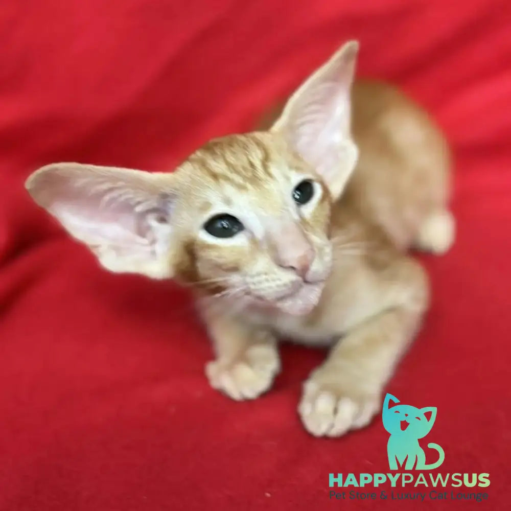 Zlatan Oriental Shorthair male red spotted tabby - live animals