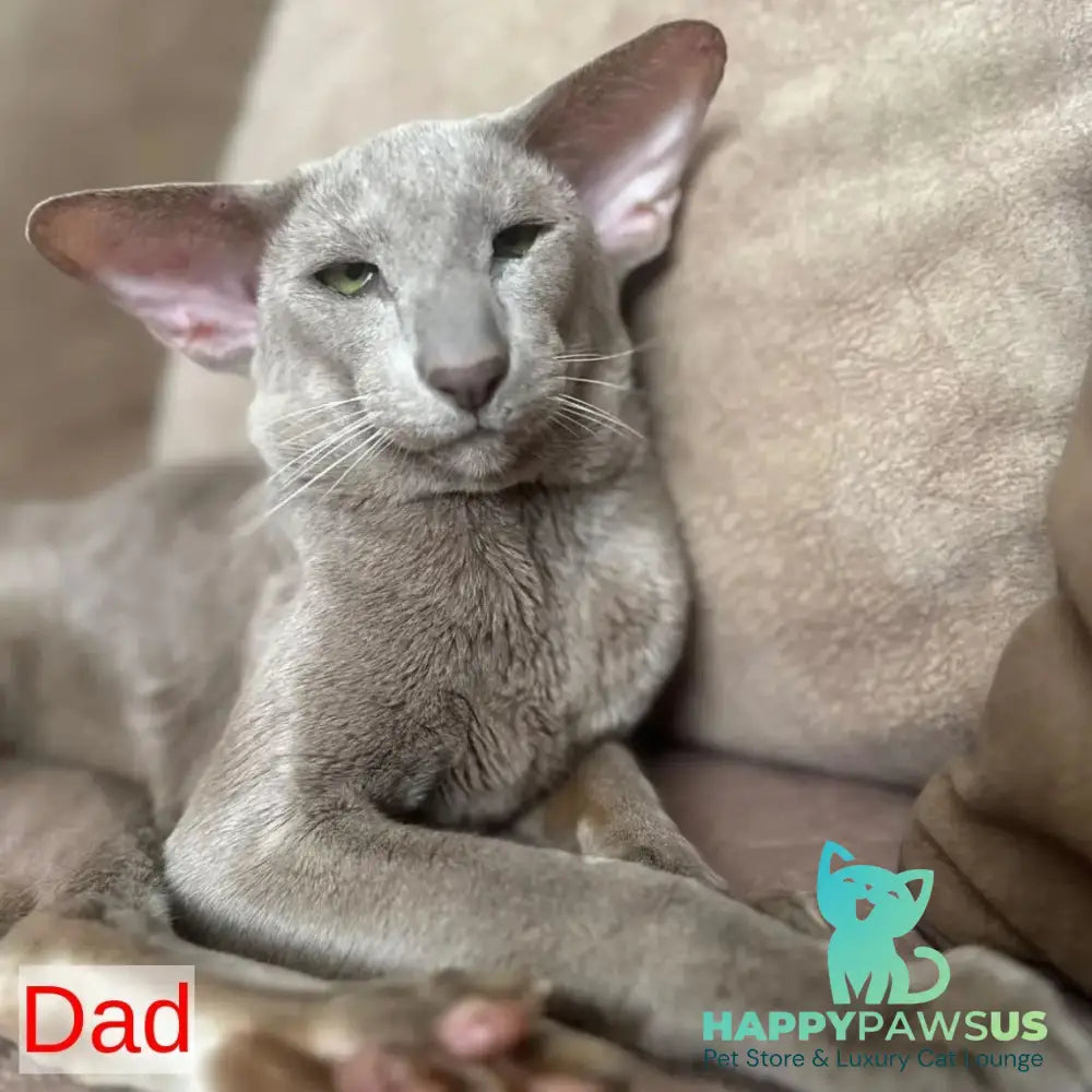 Zlatan Oriental Shorthair male red spotted tabby - live animals