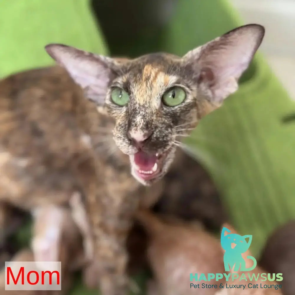 Zlatan Oriental Shorthair male red spotted tabby - live animals