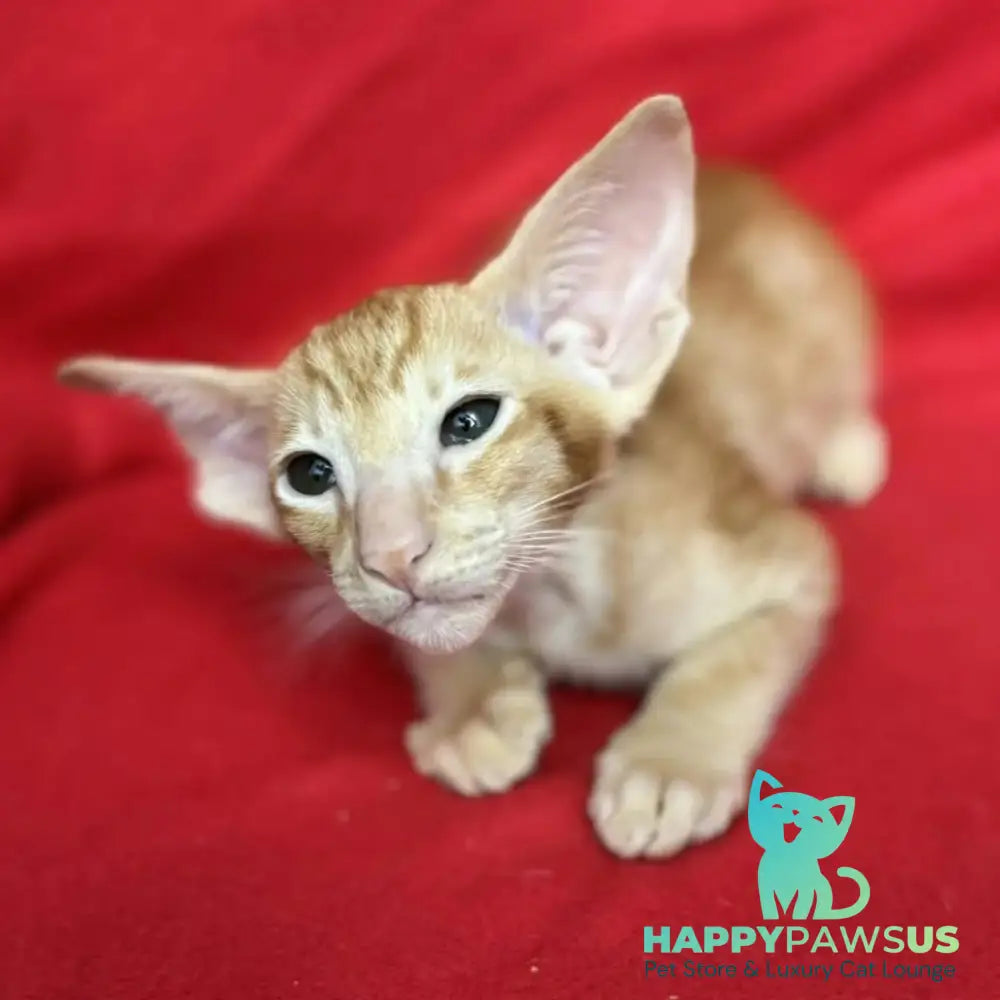 Zlatan Oriental Shorthair male red spotted tabby - live animals