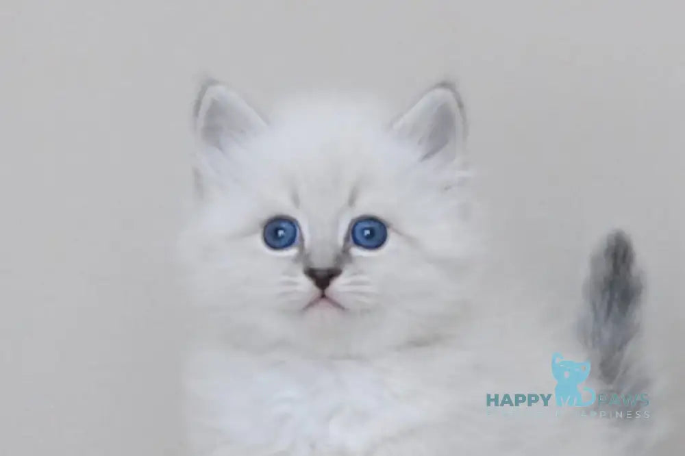 Zоdiac Neva Masquerade male blue tabby pointed with white live animals