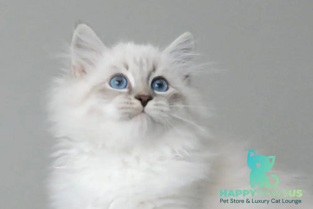 Zodiac Neva Masquerade male blue tabby pointed with white - live animals