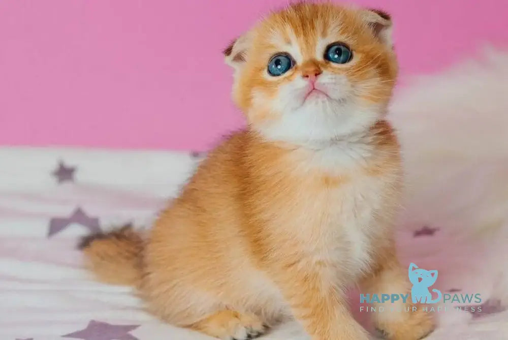 Zoe Scottish Fold female black golden shaded live animals