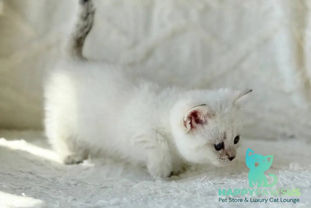 Zoi Munchkin female black golden shaded pointed - live animals
