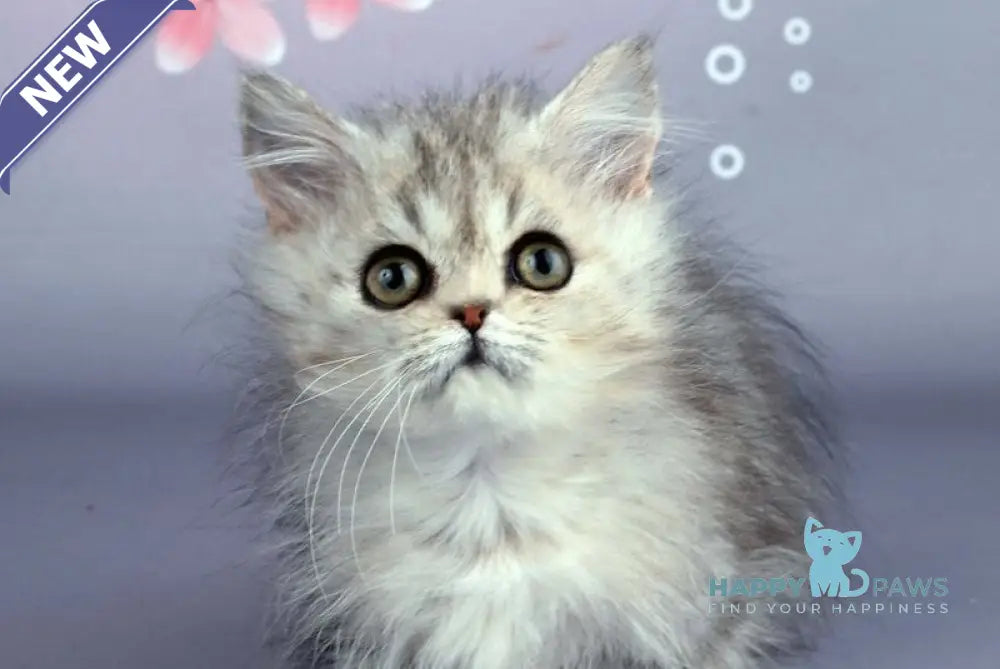 Zoie Munchkin female blue silver tabby live animals