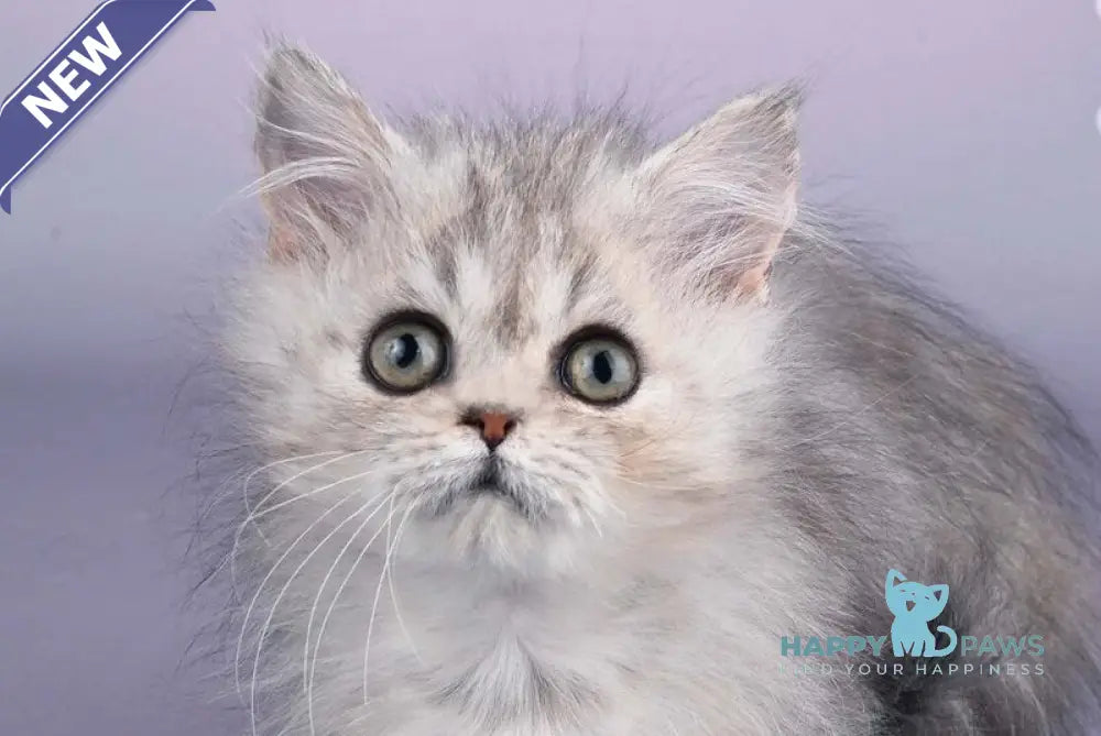 Zoie Munchkin female blue silver tabby live animals