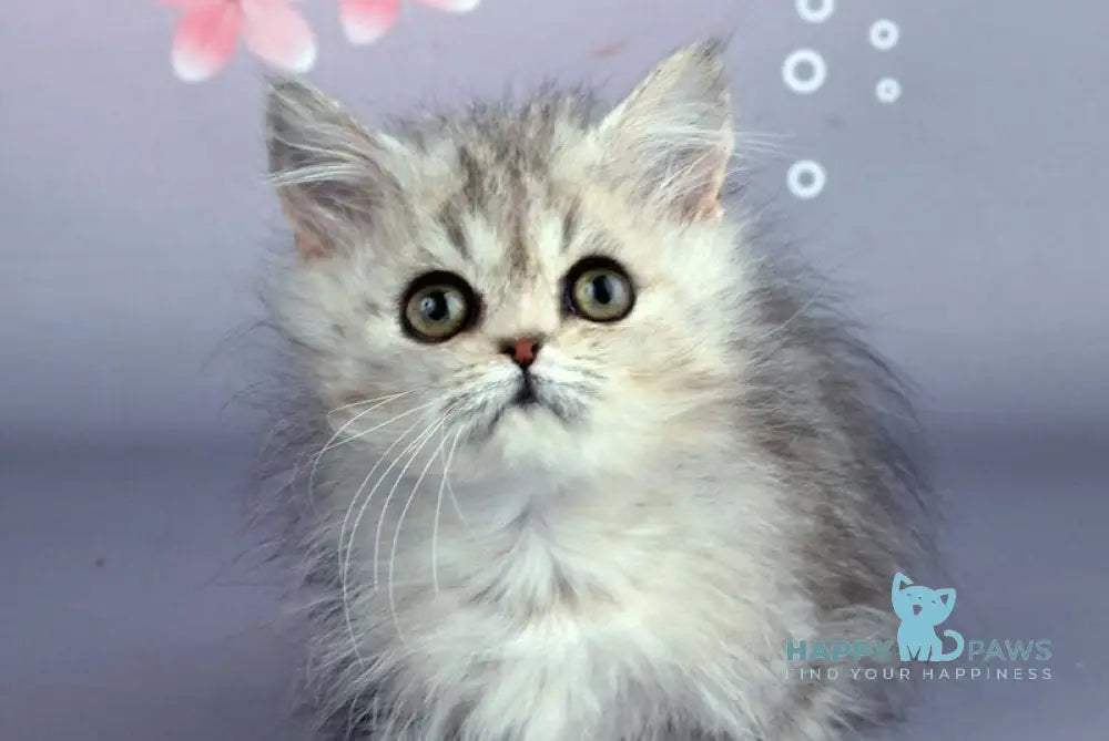 Zoie Munchkin female blue silver tabby live animals