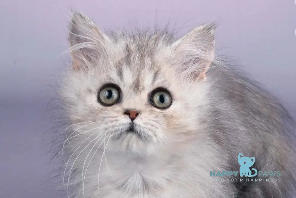 Zoie Munchkin female blue silver tabby live animals