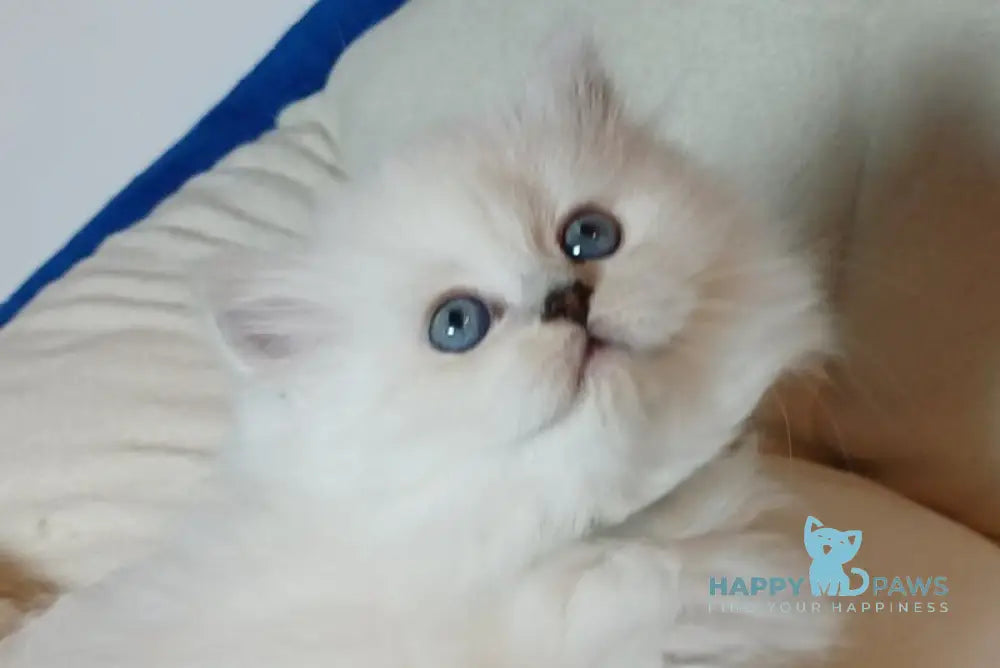 Zokki Scottish Straight female black silver tabby pointed live animals