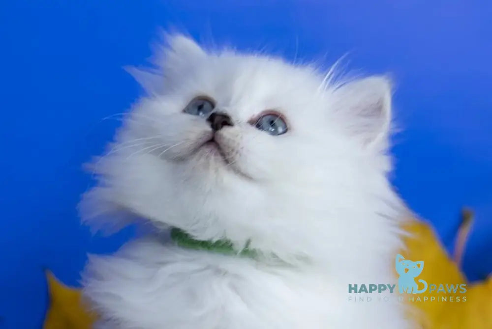 Zokki Scottish Straight female black silver tabby pointed live animals