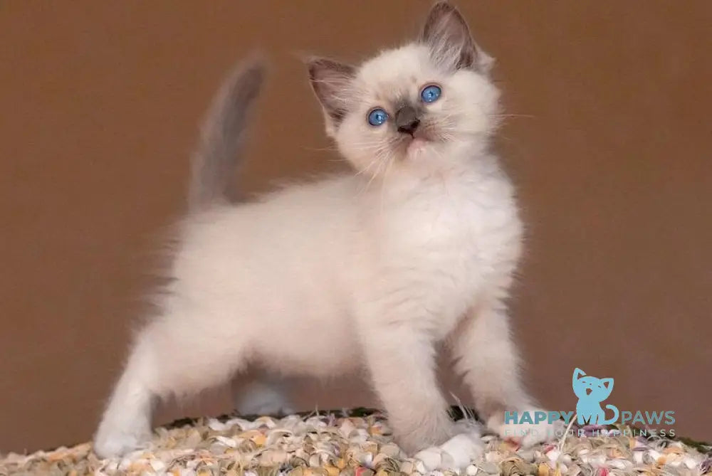 Zoom Ragdoll male blue mitted live animals