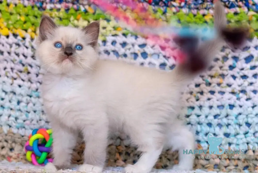 Zoom Ragdoll male blue mitted live animals
