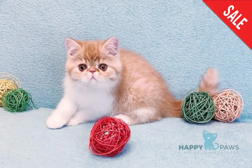 Zoran Exotic male red spotted tabby bicolour live animals