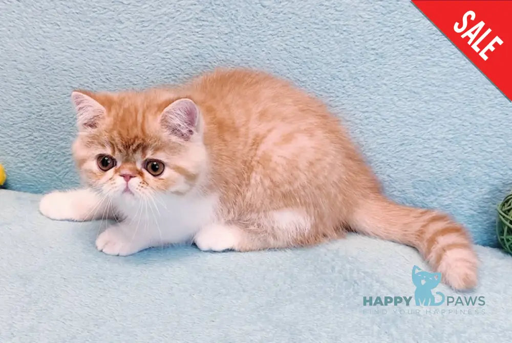Zoran Exotic male red spotted tabby bicolour live animals