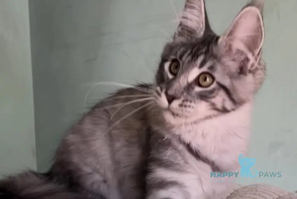 Zorg Maine Coon male black silver tabby live animals