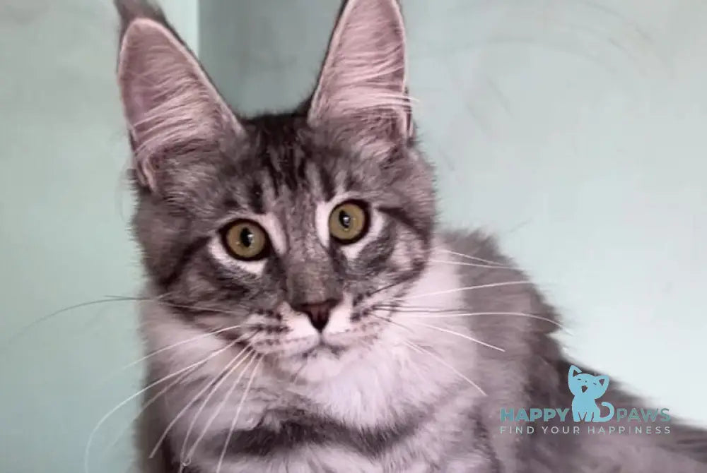 Zorg Maine Coon male black silver tabby live animals