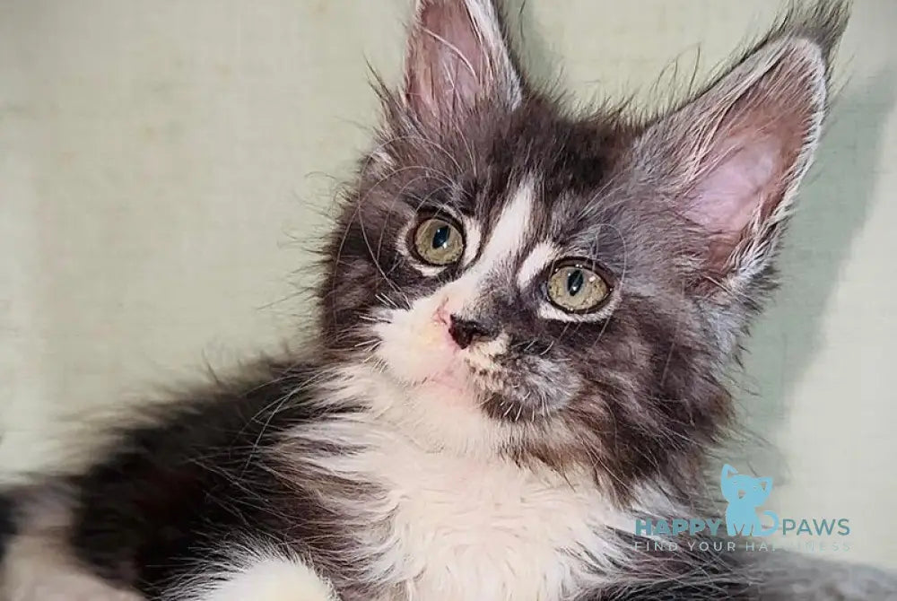 Zorik Maine Coon male black silver tabby bicolour live animals