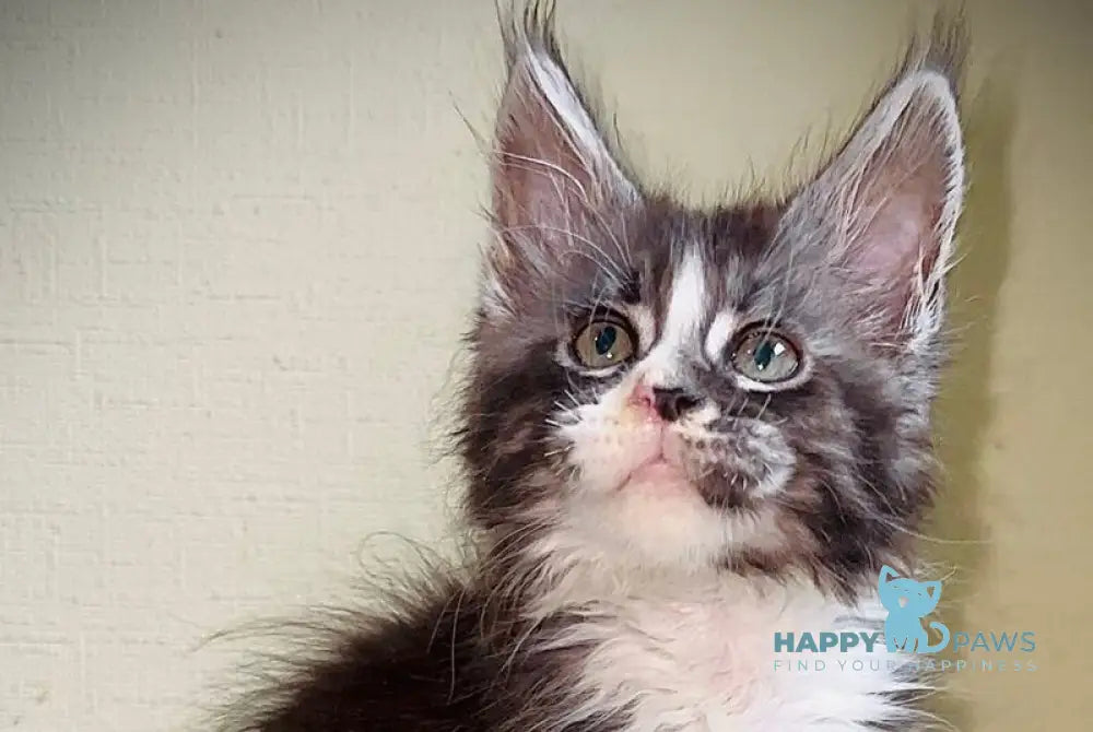 Zorik Maine Coon male black silver tabby bicolour live animals