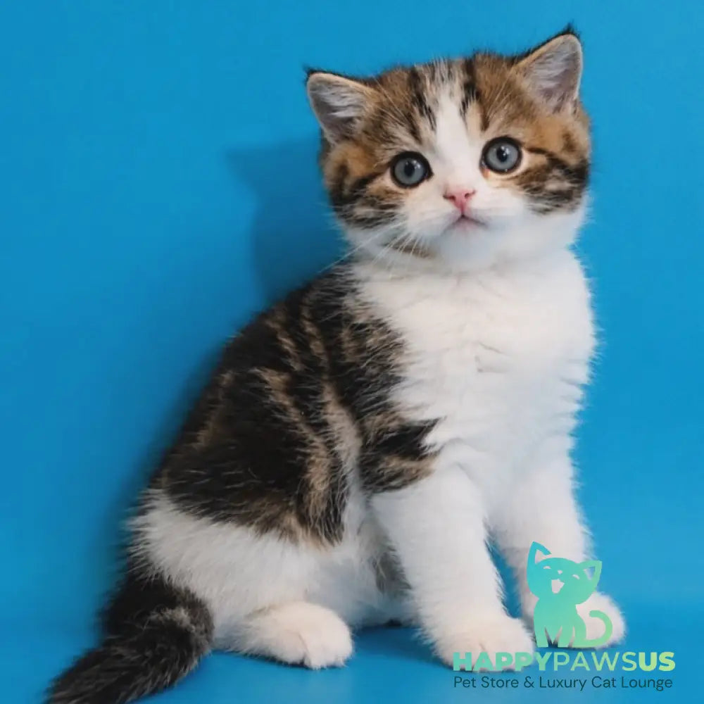 Zorion Scottish Straight male black tabby bicolour - live animals
