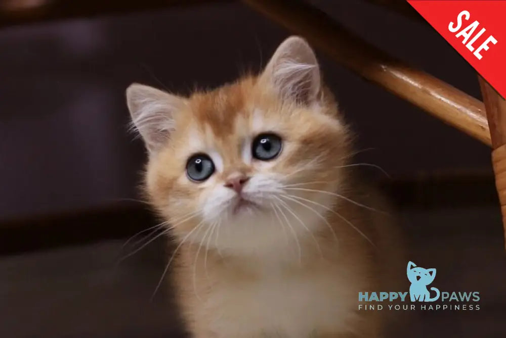 Zorrick British Shorthair male chocolate golden chinchilla live animals