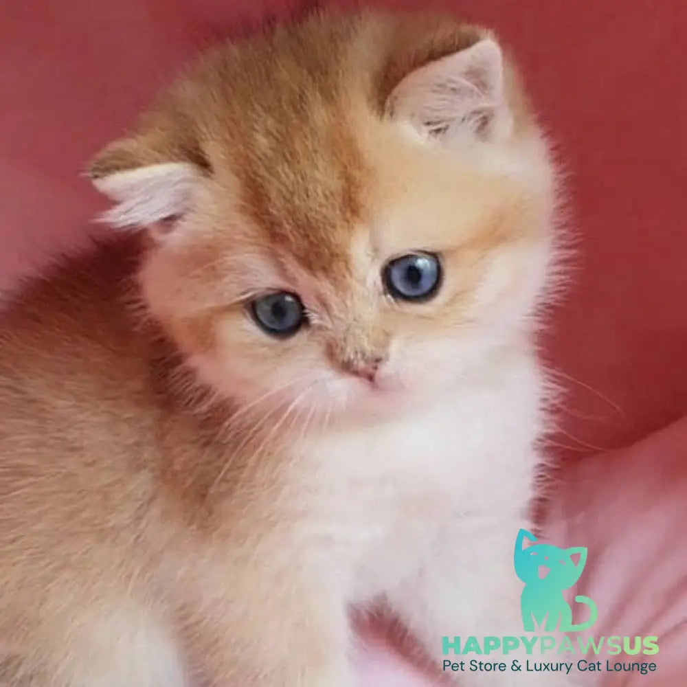 Zorro British Shorthair male black golden chinchilla with white - live animals
