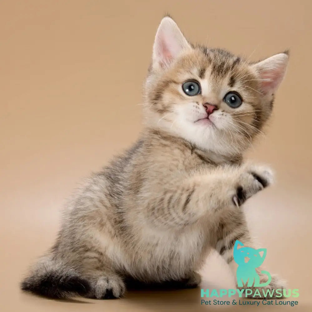 Zorro British Shorthair male black golden ticked tabby - live animals