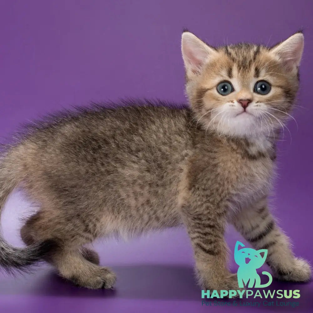 Zorro British Shorthair male black golden ticked tabby - live animals