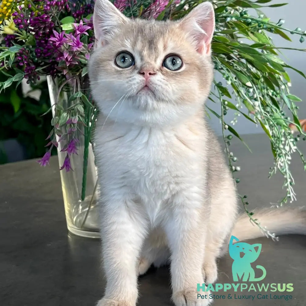 Zorro British Shorthair male blue golden shaded - live animals