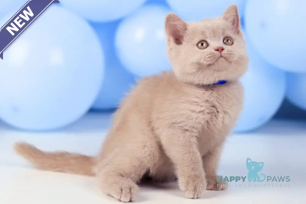 Zorro British Shorthair male fawn live animals